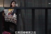 瓜姐最新爆料秘密视频,神秘视频背后的惊人真相